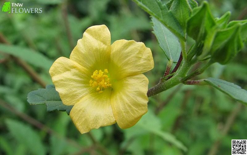 Common Wireweed